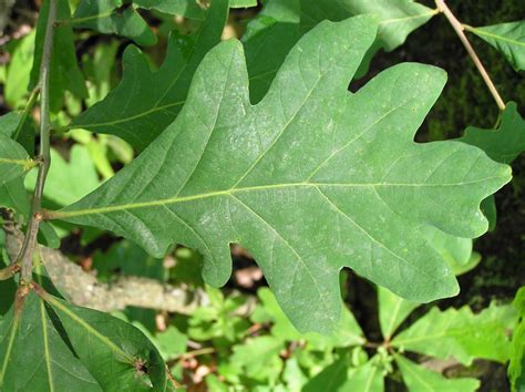 photos of oak leaves|white oak tree leaves.